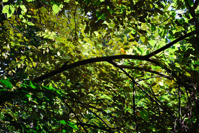 FRIM canopy walkway rainforest Kepong
