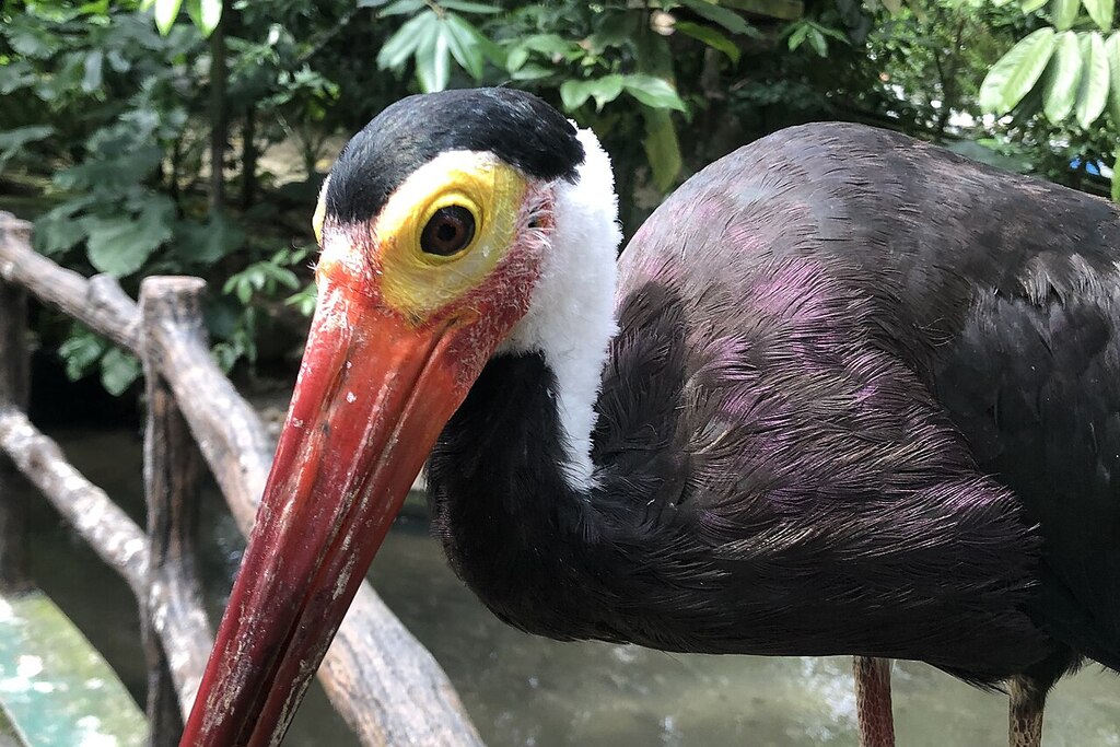 Zoo Negara National Zoo